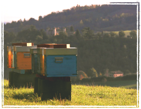 Classe 1927, appassionato apicoltore e produttore amatoriale di miele. I sapori delle sue terre sono racchiuse in questo prodotto lavorato con cura e conoscenza tramandate da vero maestro. Grazie nonno!